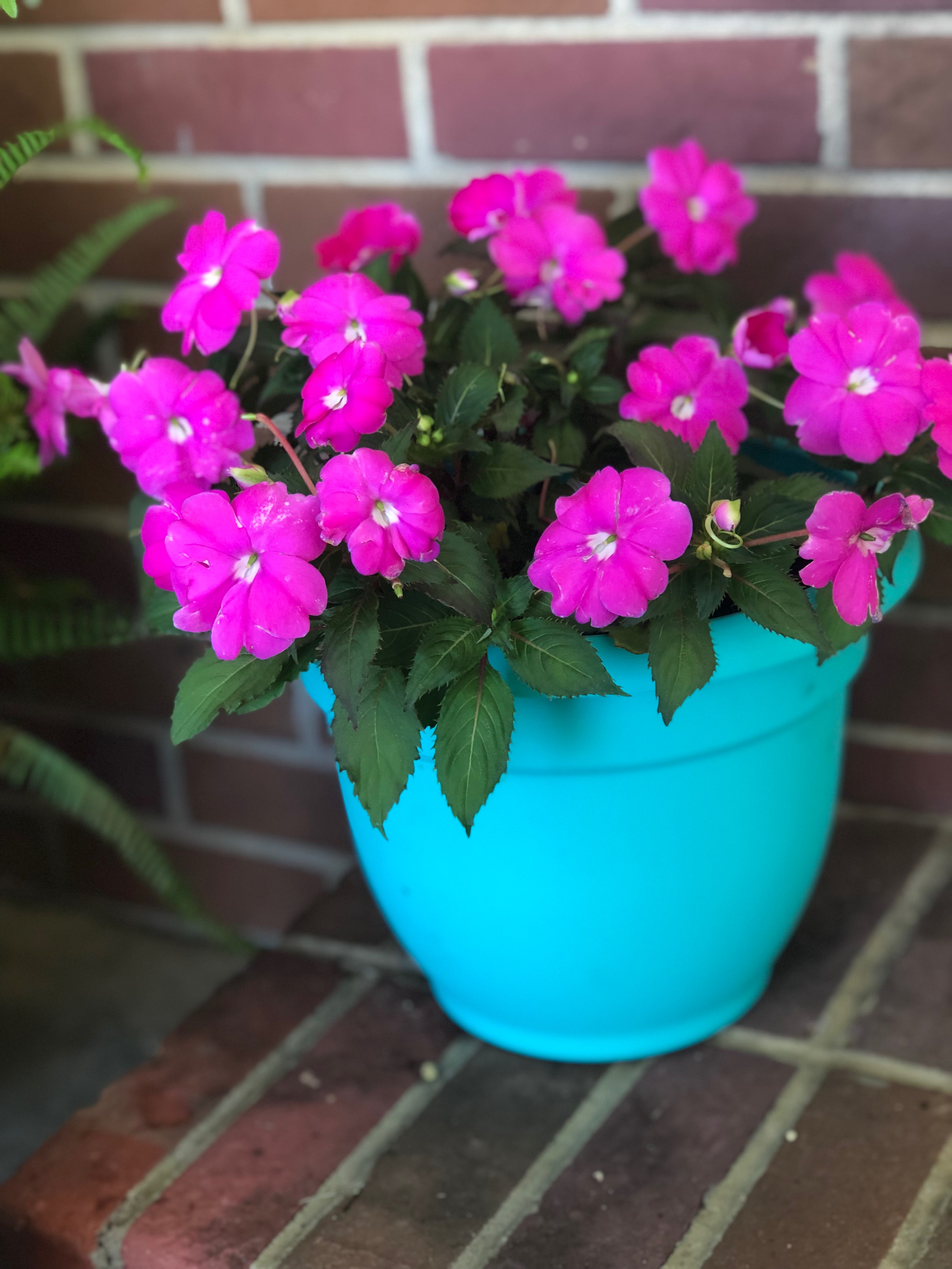 66374945_435071714008701_1894739893670641664_n